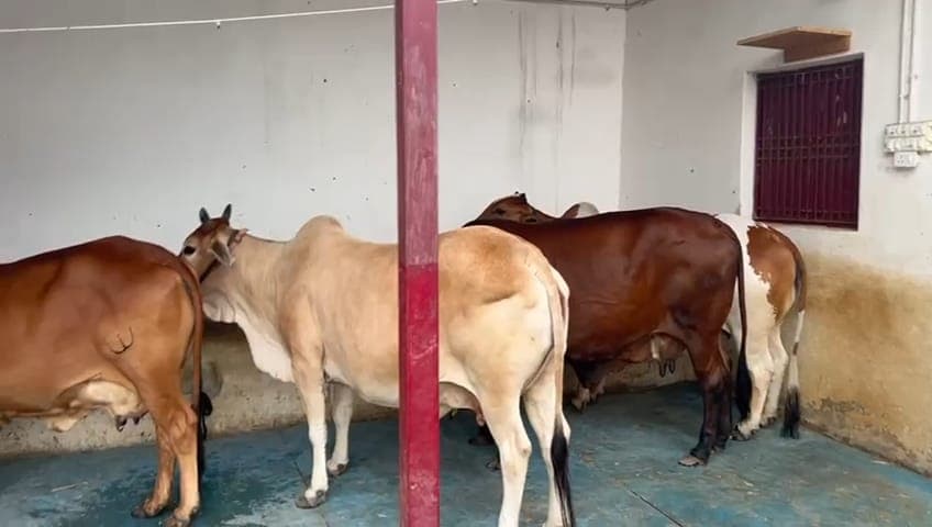 Goshala & Organic Farming